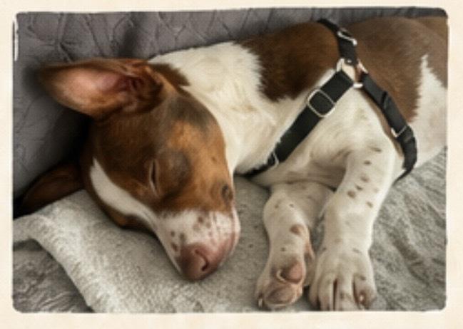 Rio, a Adoptable mixed breed in San Diego, CA image 5/6