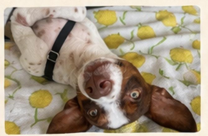 Rio, a Adoptable mixed breed in San Diego, CA image 6/6