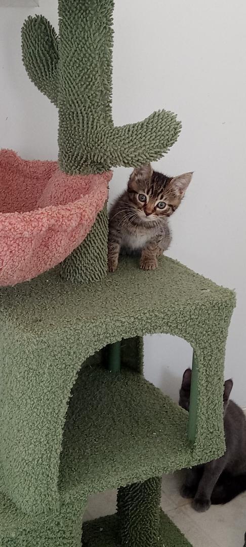 Sparrow, Adoptable, Kitten Female Domestic Short Hair.