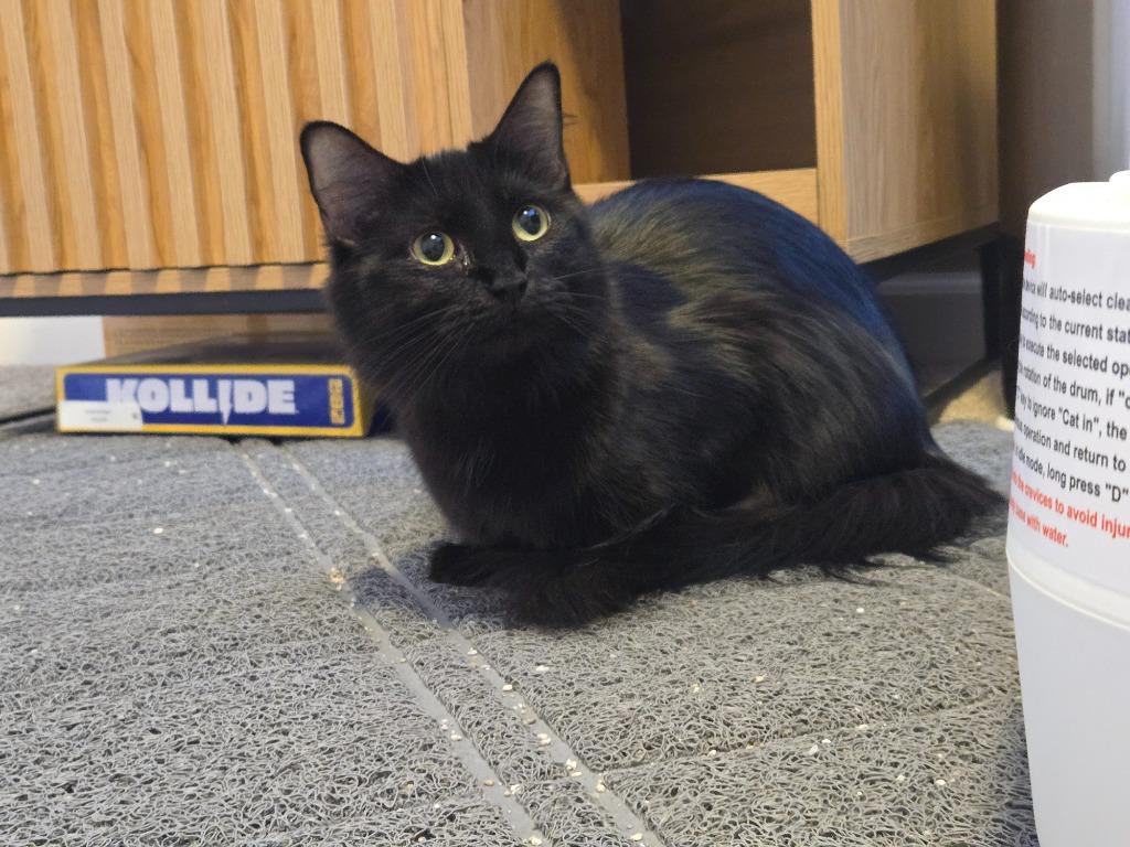Fallawater, Adoptable, Adult Female Domestic Short Hair.