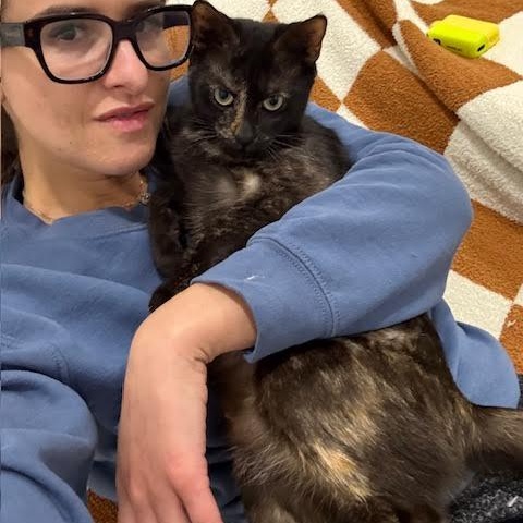 Enlarge Gaia, a Adoptable Tortoiseshell in Vernon , CT image 3/6