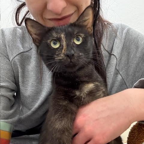 Enlarge Gaia, a Adoptable Tortoiseshell in Vernon , CT image 2/6