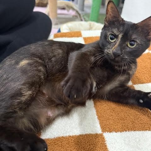 Enlarge Gaia, a Adoptable Tortoiseshell in Vernon , CT image 1/6