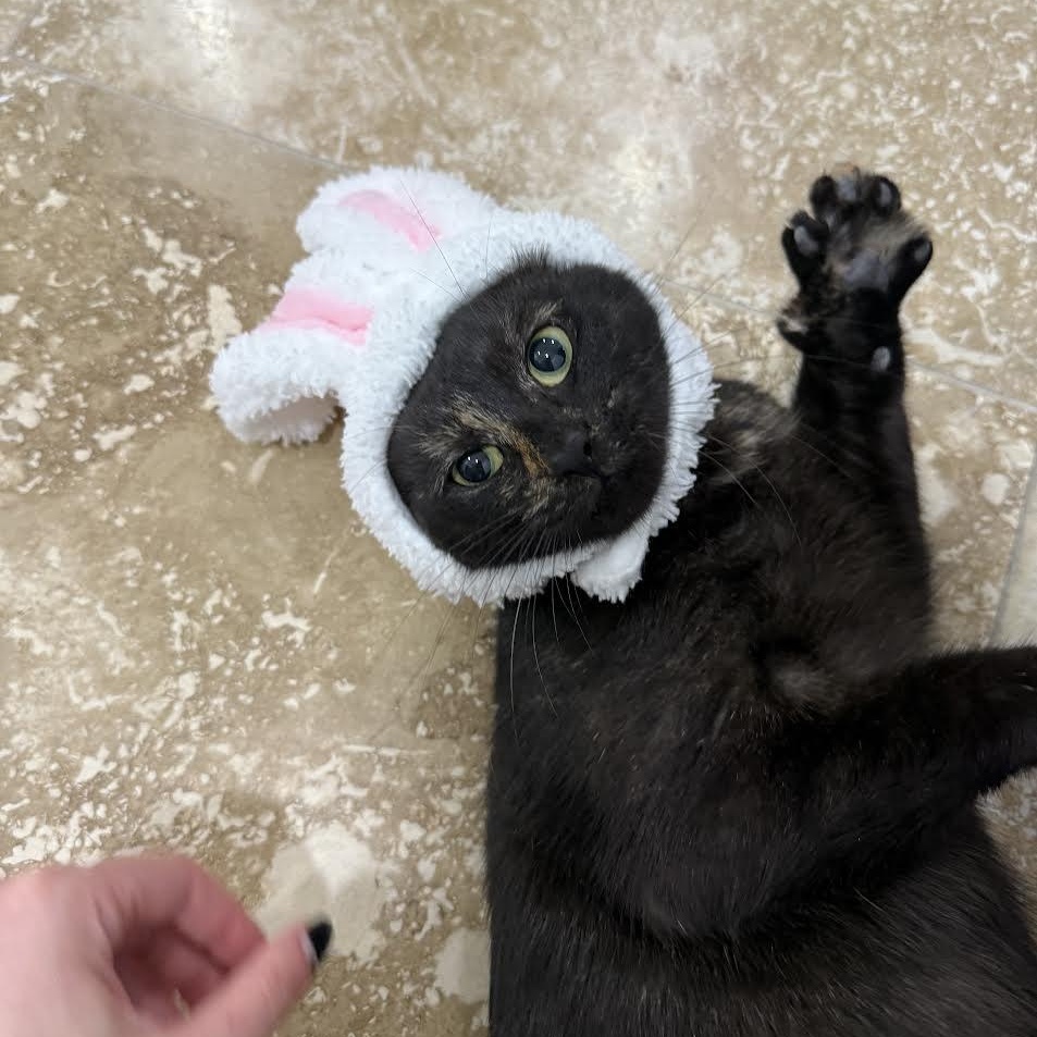 Enlarge Gaia, a Adoptable Tortoiseshell in Vernon , CT image 5/6