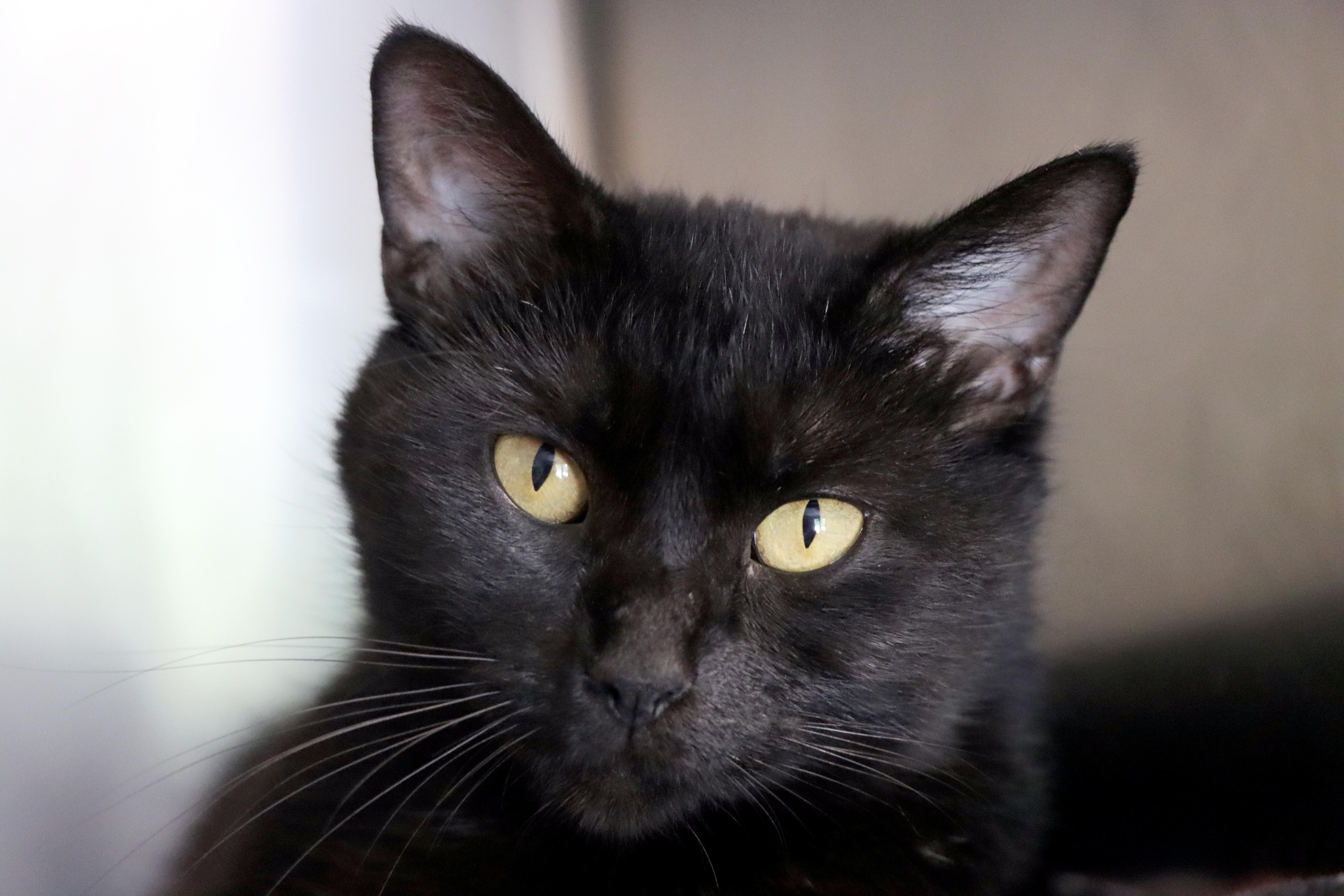 Enlarge Charity, a Adoptable Domestic Short Hair in House Springs, MO image 1/2