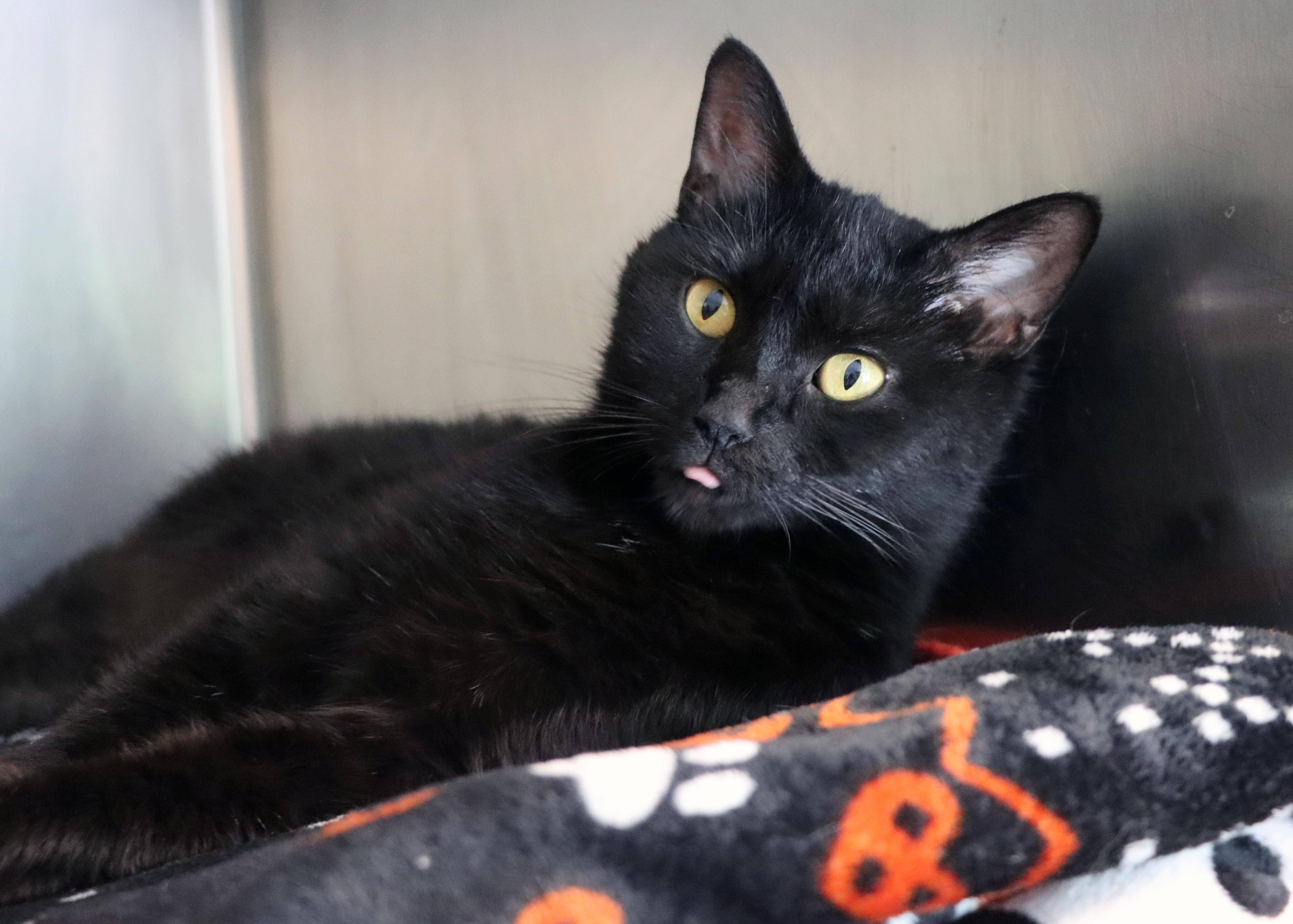 Enlarge Charity, a Adoptable Domestic Short Hair in House Springs, MO image 2/2