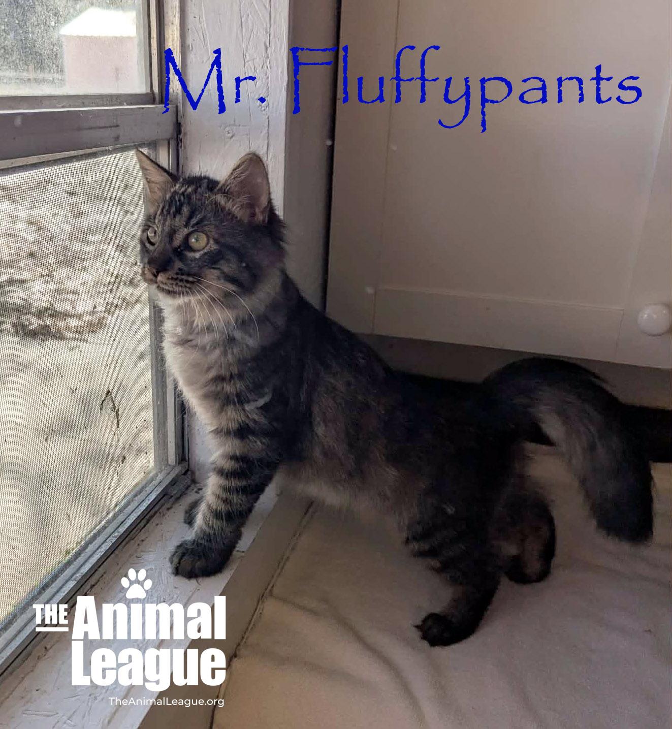 Enlarge Mr. Fluffypants, an adopted Domestic Long Hair in Clermont, FL image 3/3