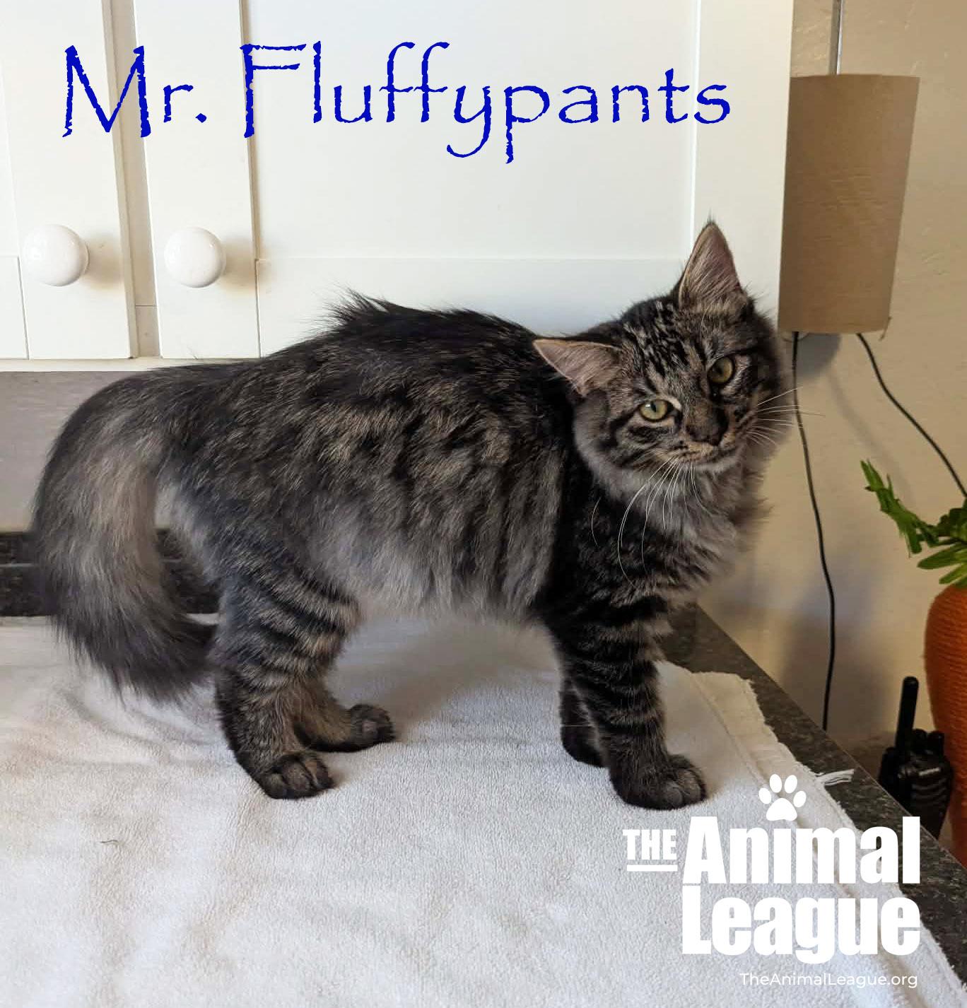 Mr. Fluffypants, adopted, Young Male Domestic Long Hair.
