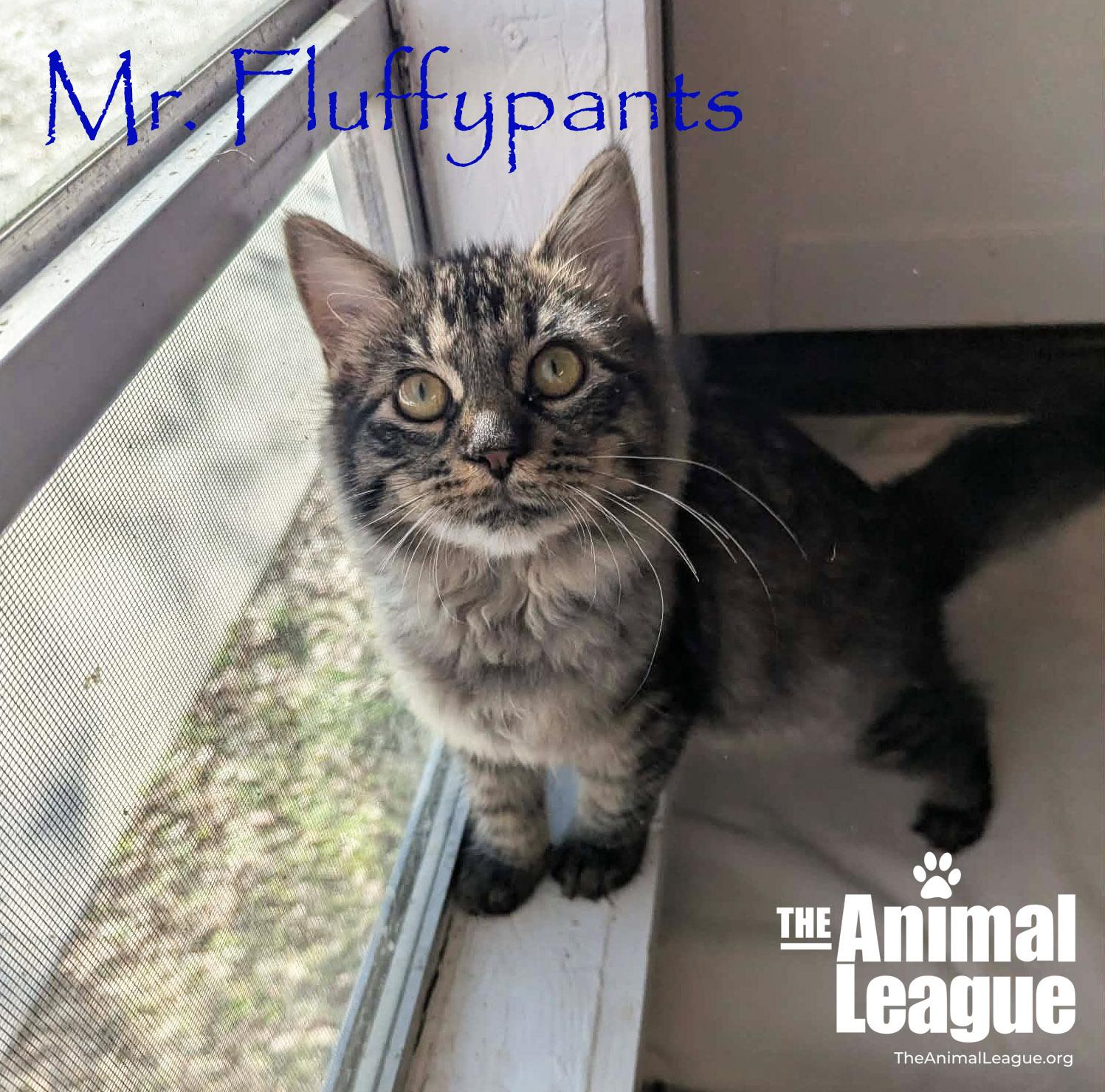 Enlarge Mr. Fluffypants, an adopted Domestic Long Hair in Clermont, FL image 2/3