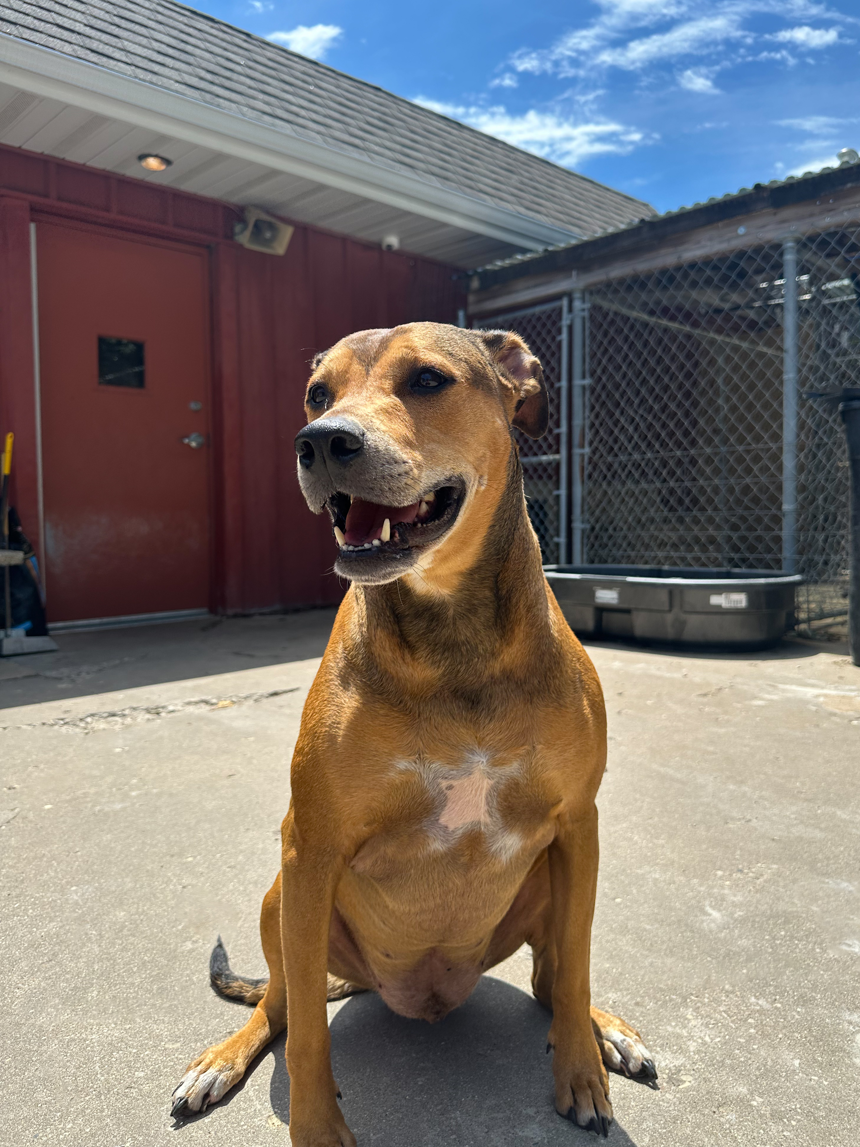 Enlarge SMILEY, a Adopted Mixed Breed in Galesburg, IL image 1/1