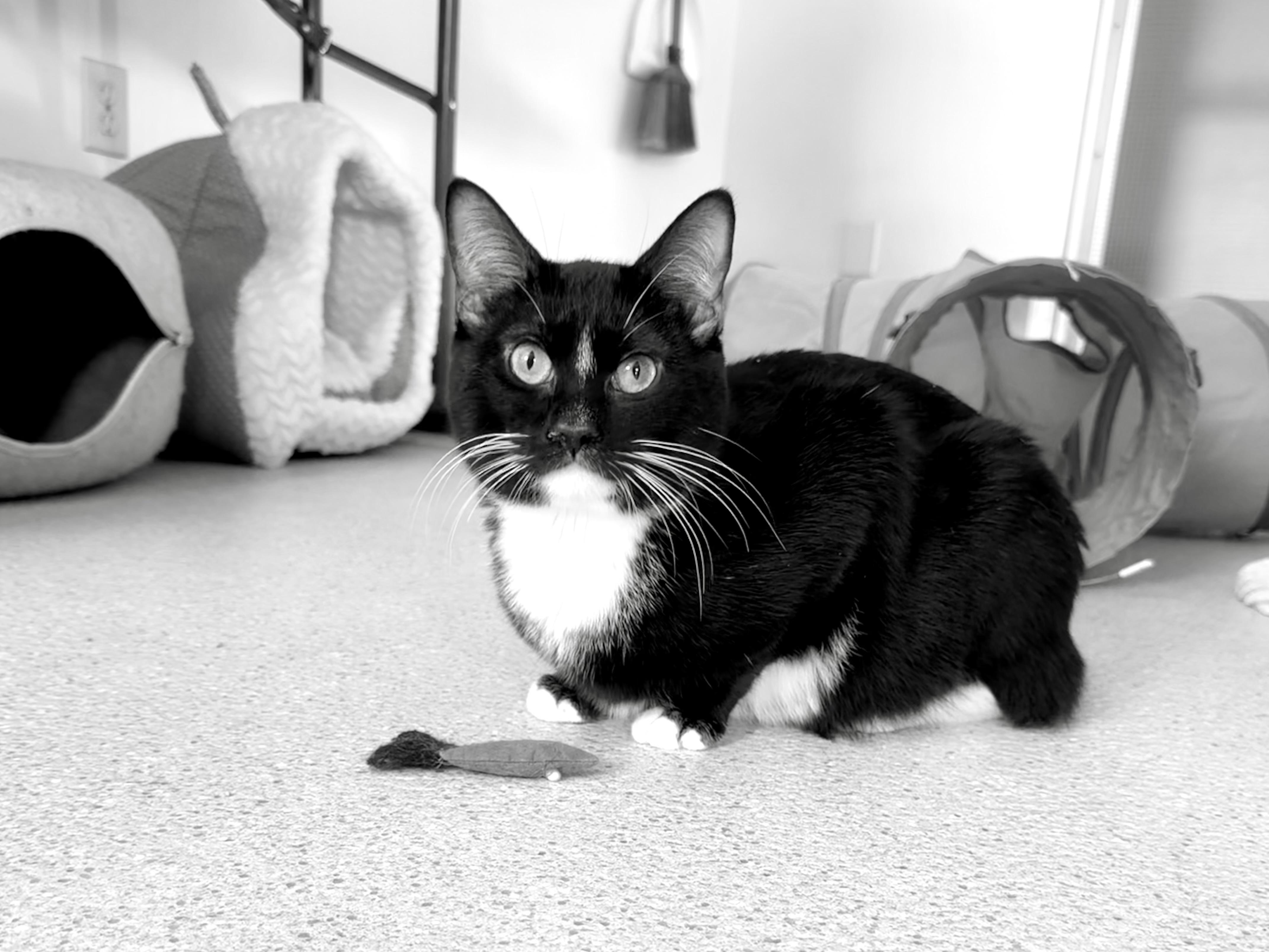 Enlarge Carey Grant, an adopted Domestic Short Hair in Cincinnati, OH image 4/6