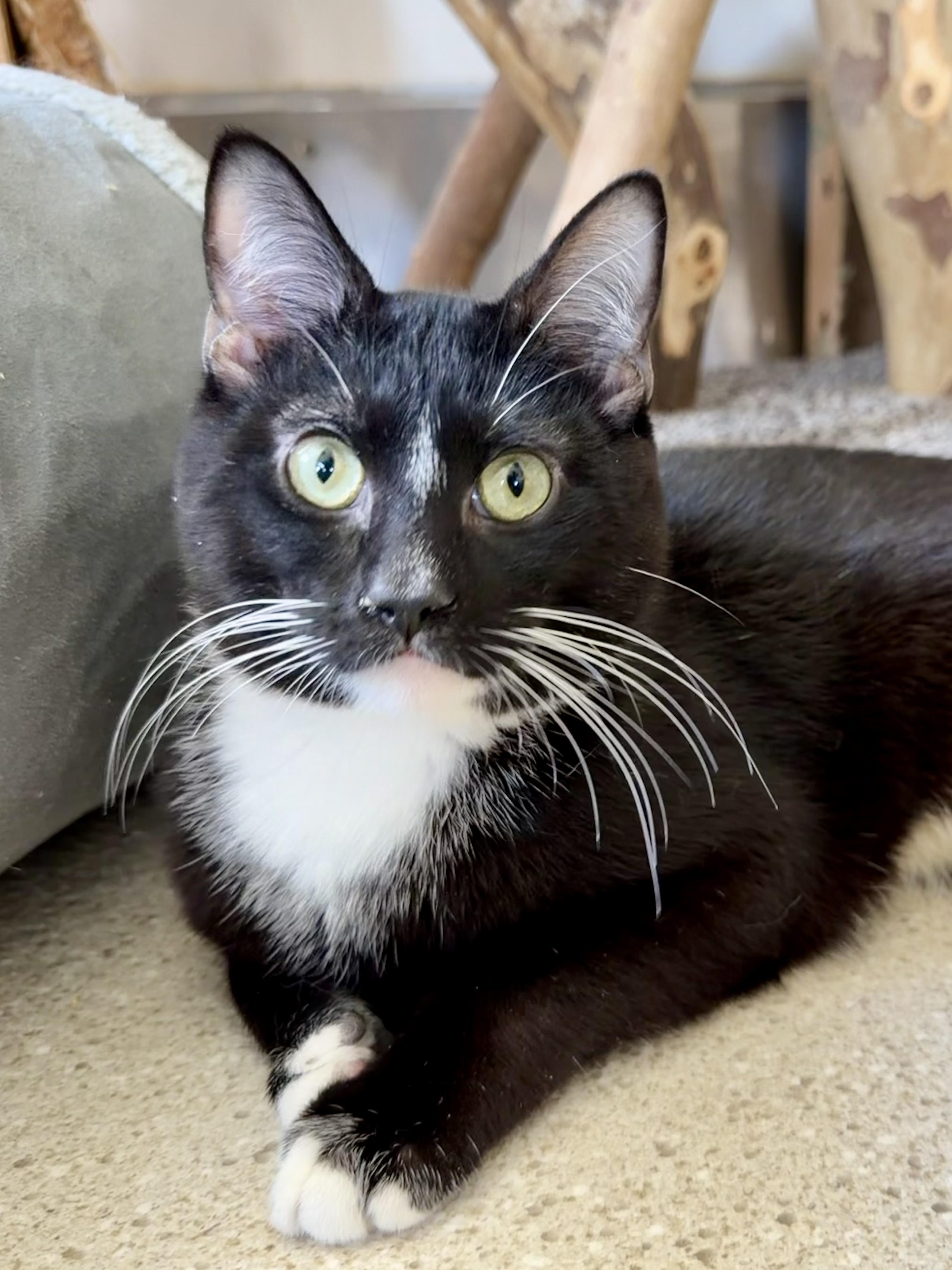 Carey Grant, adopted, Young Male Domestic Short Hair.