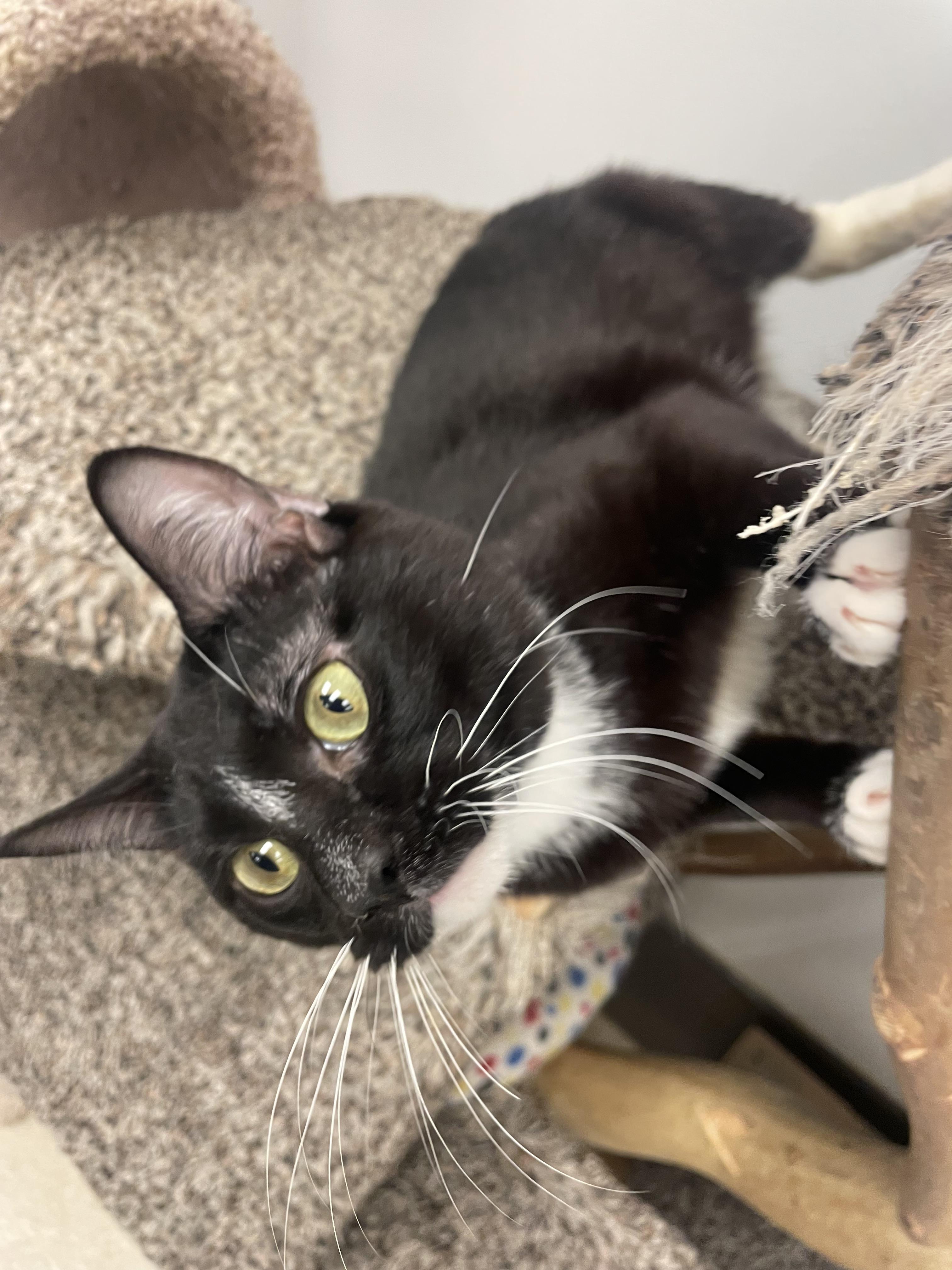 Enlarge Carey Grant, an adopted Domestic Short Hair in Cincinnati, OH image 6/6