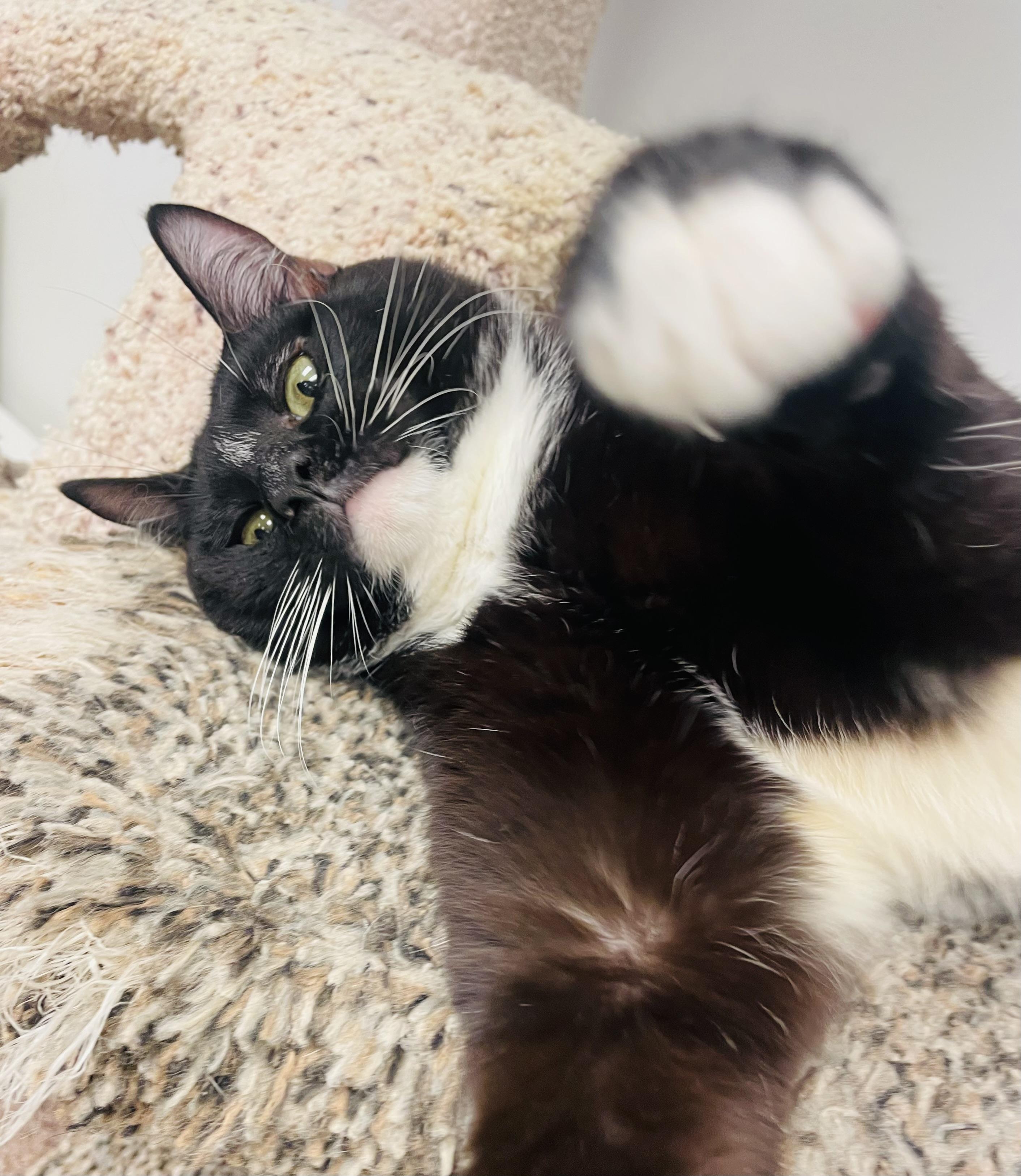 Enlarge Carey Grant, an adopted Domestic Short Hair in Cincinnati, OH image 3/6