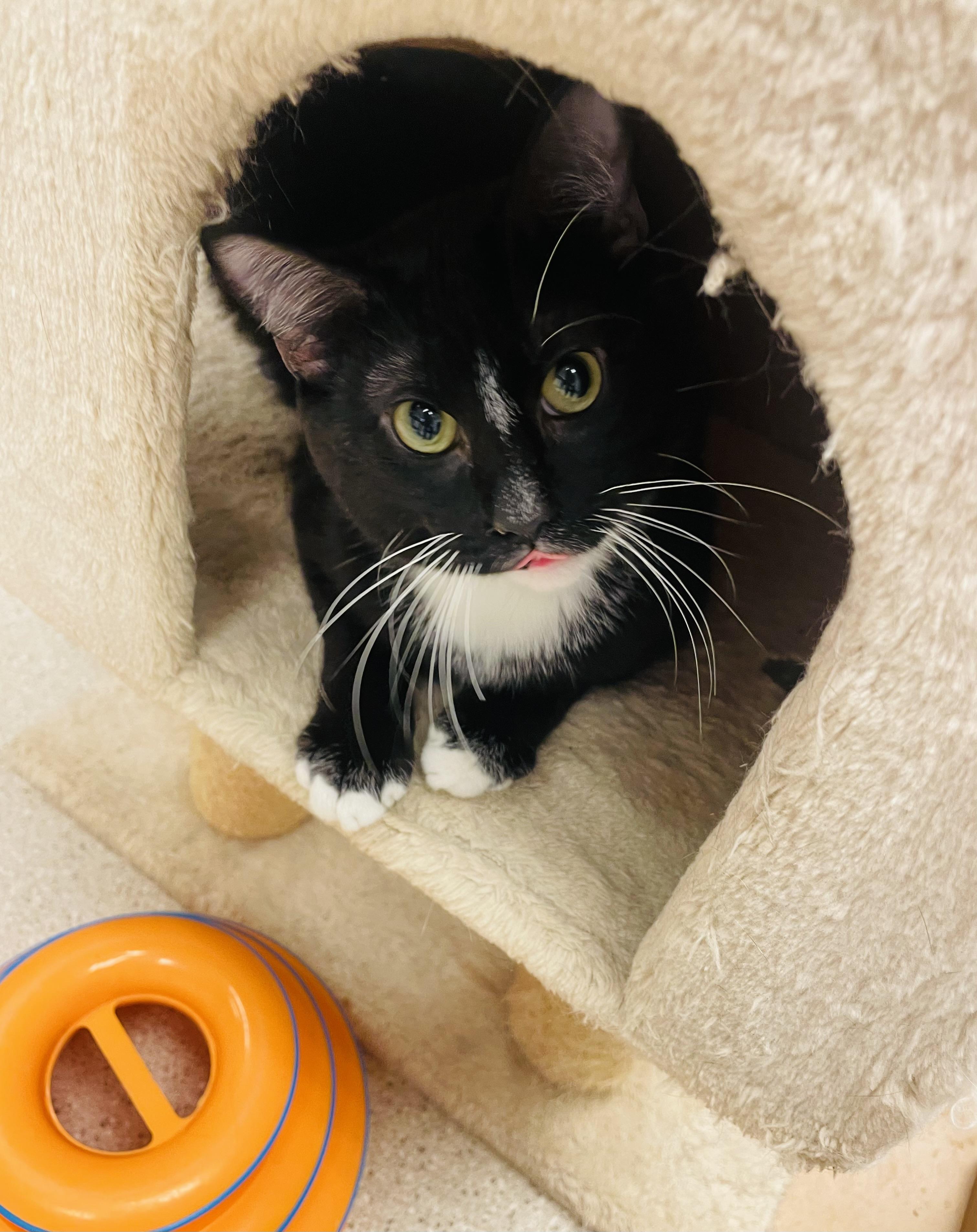 Enlarge Carey Grant, an adopted Domestic Short Hair in Cincinnati, OH image 2/6