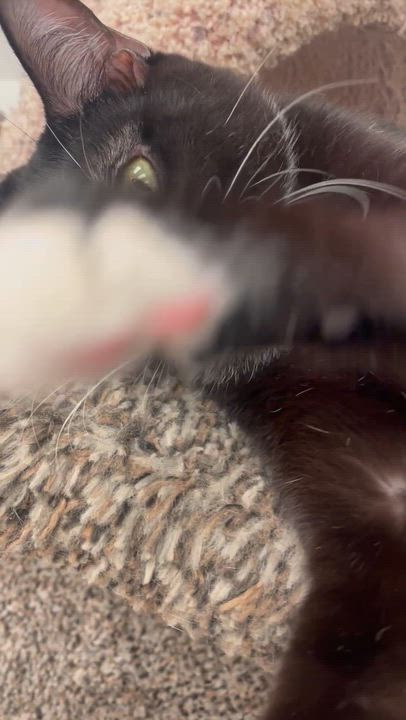 Enlarge Carey Grant, an adopted Domestic Short Hair in Cincinnati, OH video 5/6