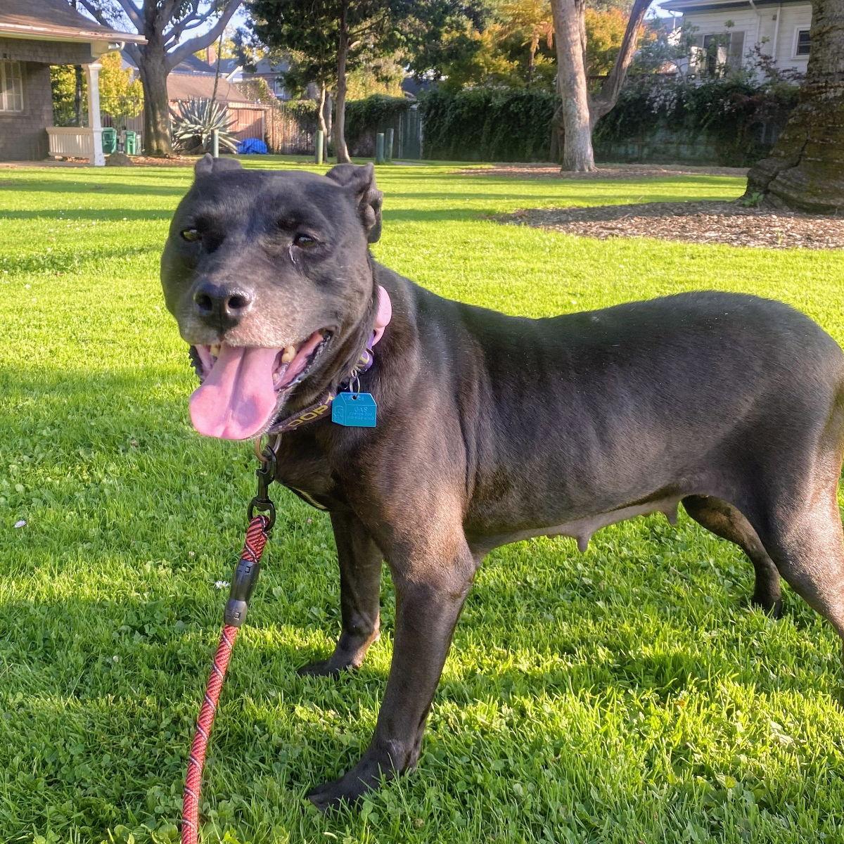 Enlarge Luau, a Adoptable Pit Bull Terrier in Oakland, CA image 1/3