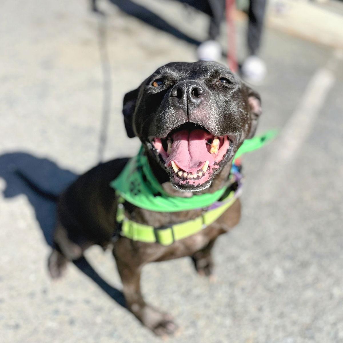 Enlarge Luau, a Adoptable Pit Bull Terrier in Oakland, CA image 2/3