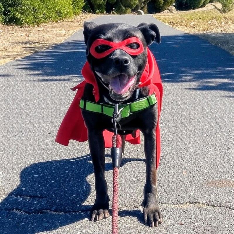 Enlarge Luau, a Adoptable Pit Bull Terrier in Oakland, CA image 3/3