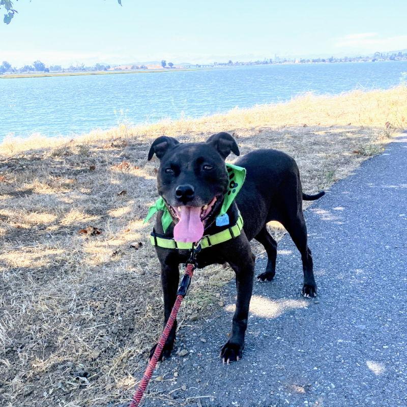 Enlarge Luau, a Adoptable Pit Bull Terrier in Oakland, CA image 3/3