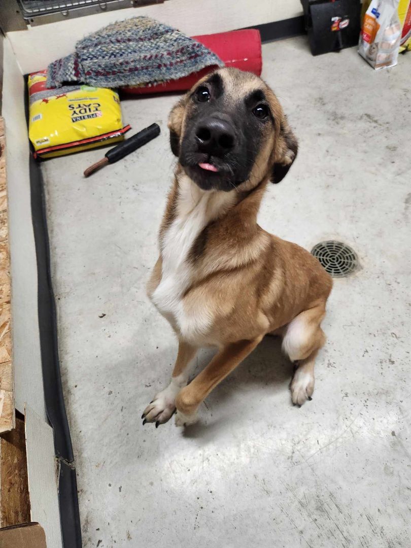 Bear, a Adopted mixed breed in Rock Falls, IL image 1/5