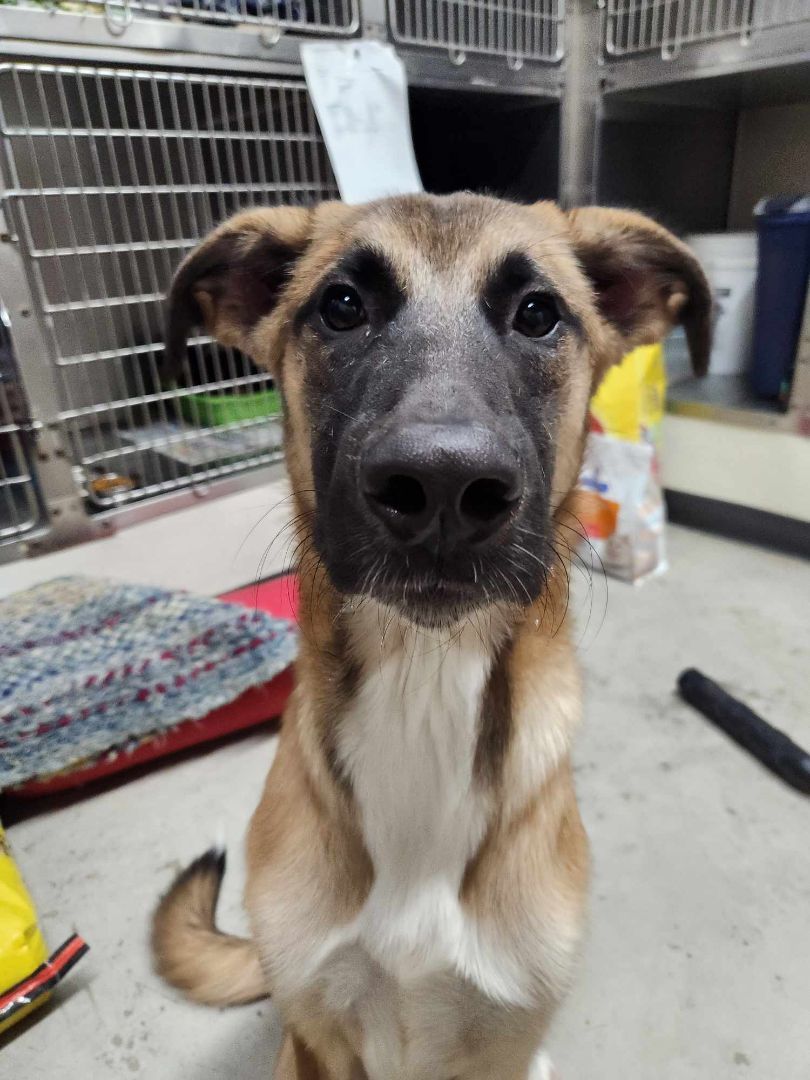 Bear, a Adopted mixed breed in Rock Falls, IL image 2/5