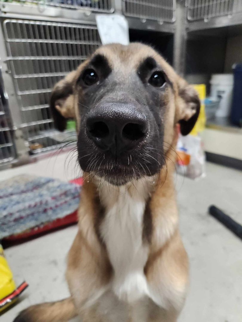 Bear, a Adopted mixed breed in Rock Falls, IL image 3/5