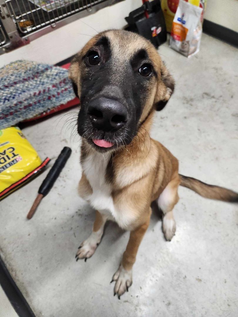 Bear, a Adopted mixed breed in Rock Falls, IL image 4/5