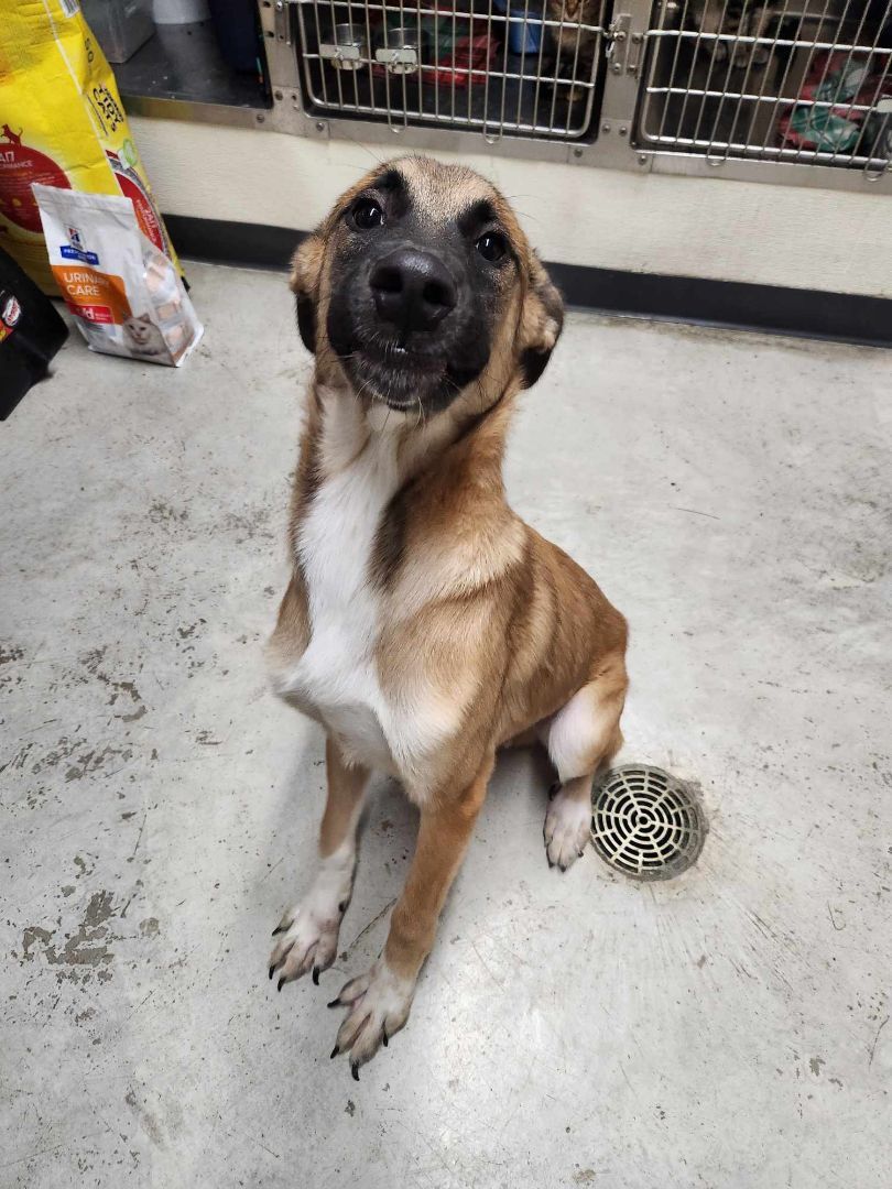 Bear, a Adopted mixed breed in Rock Falls, IL image 5/5