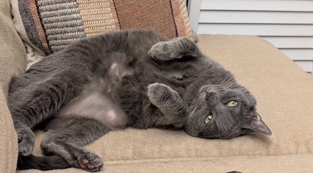 Enlarge Haley, a Adoptable Tabby in Washington Grove, MD image 2/3