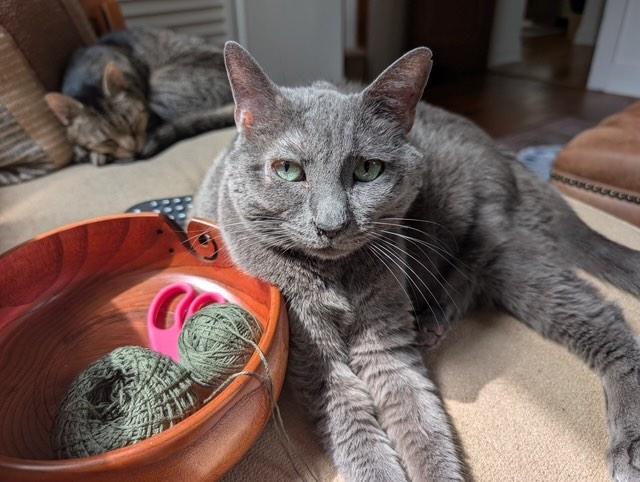 Haley, Adoptable, Senior Female Tabby.