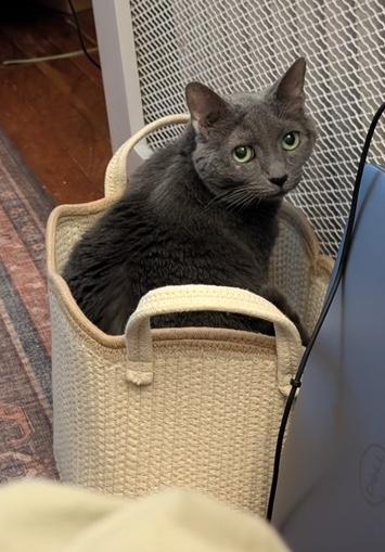 Enlarge Haley, a Adoptable Tabby in Washington Grove, MD image 3/3