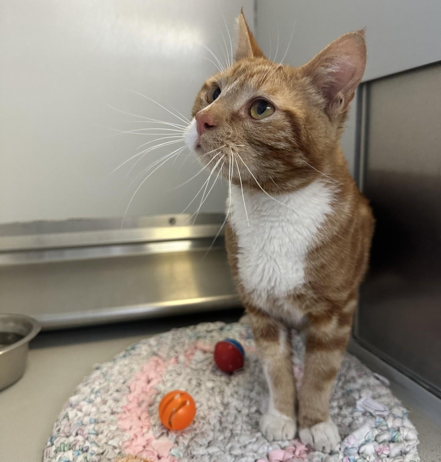 Enlarge 61430562, a ADOPTABLE Domestic Short Hair in Elko, NV image 1/1