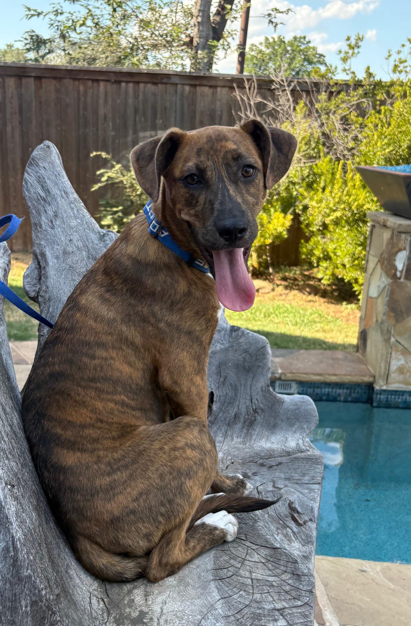 Bronco, an adopted mixed breed in Marble Falls, TX image 6/6