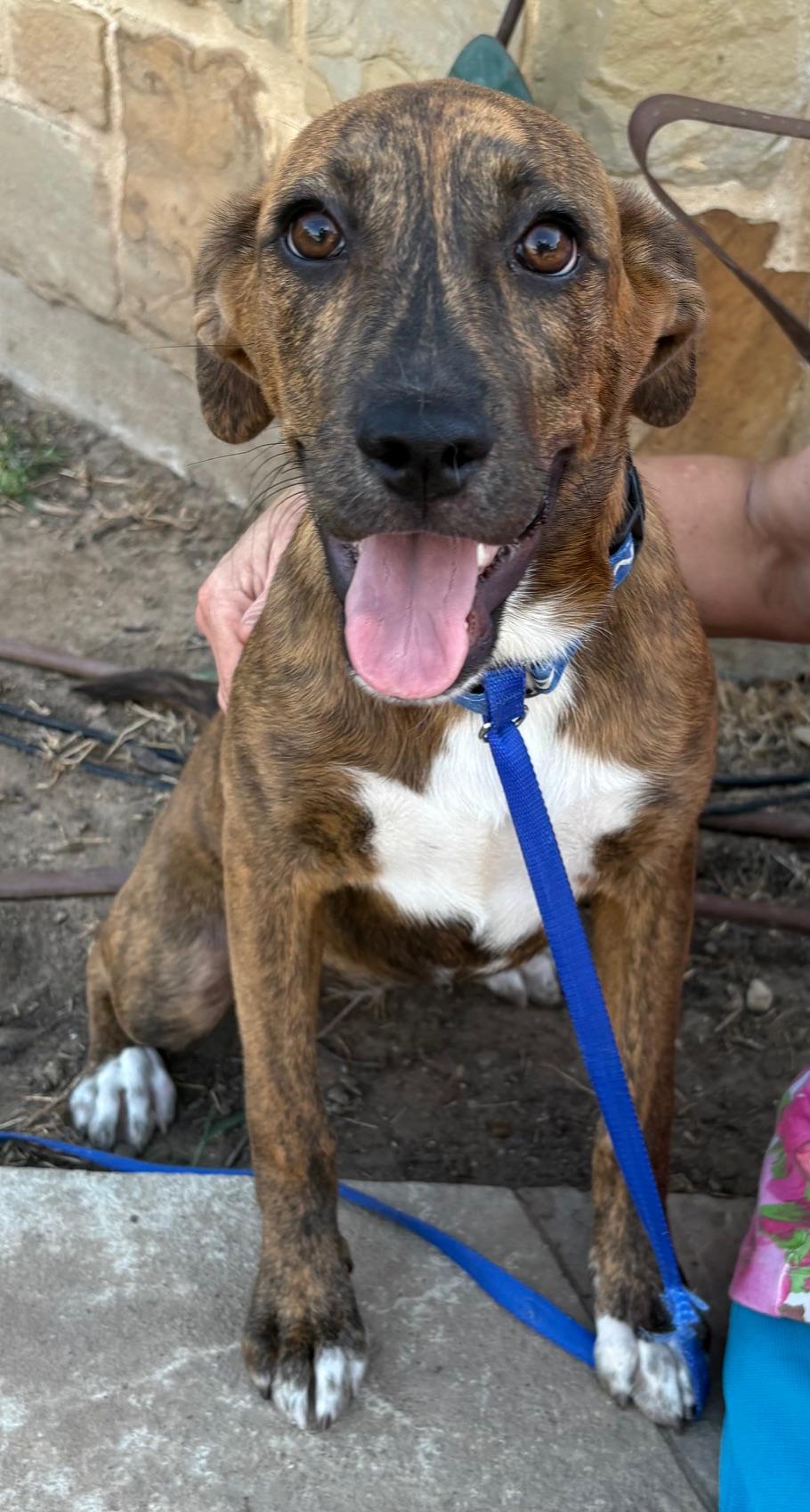 Bronco, an adopted mixed breed in Marble Falls, TX image 4/6