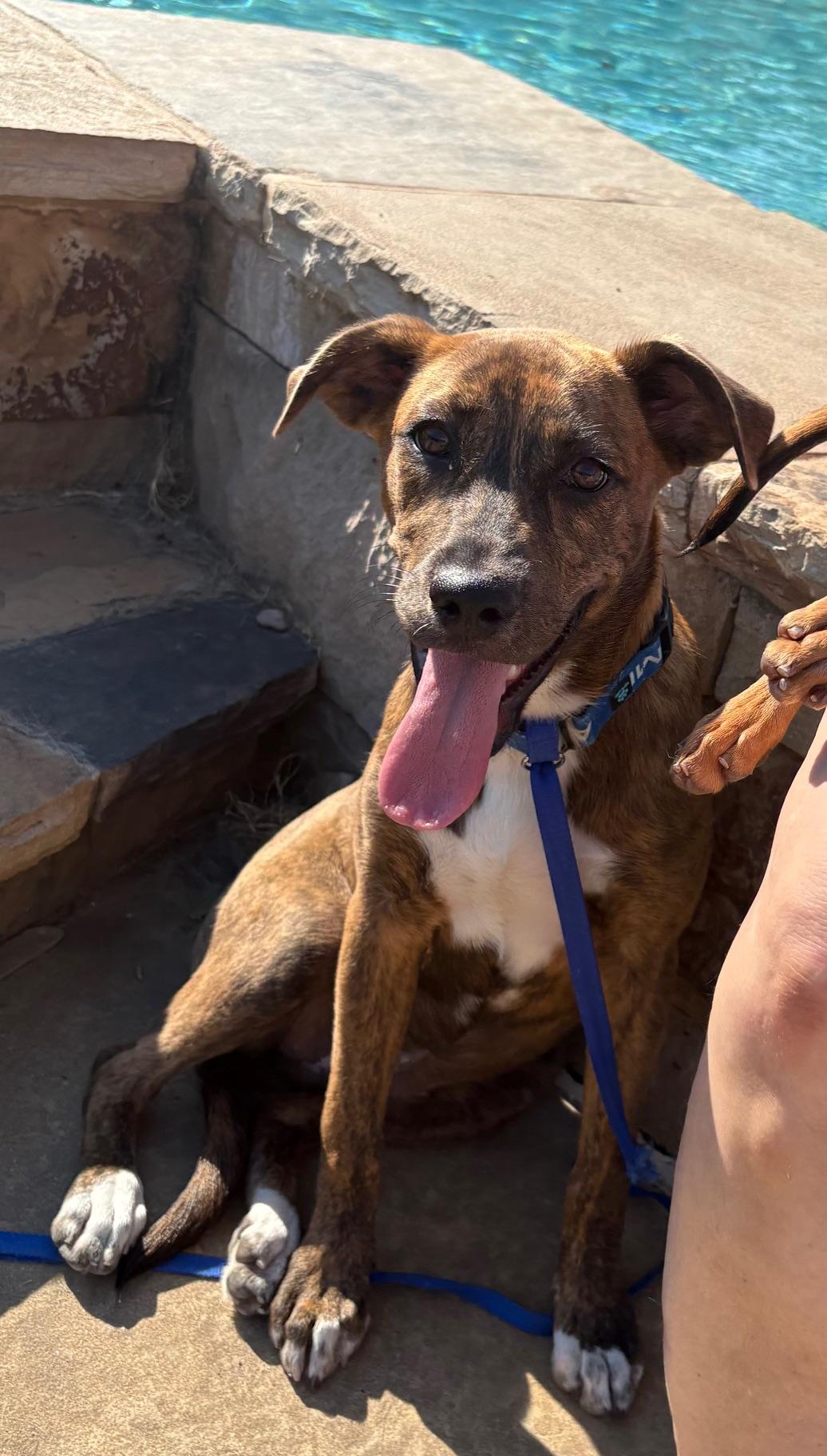 Bronco, an adopted mixed breed in Marble Falls, TX image 3/6