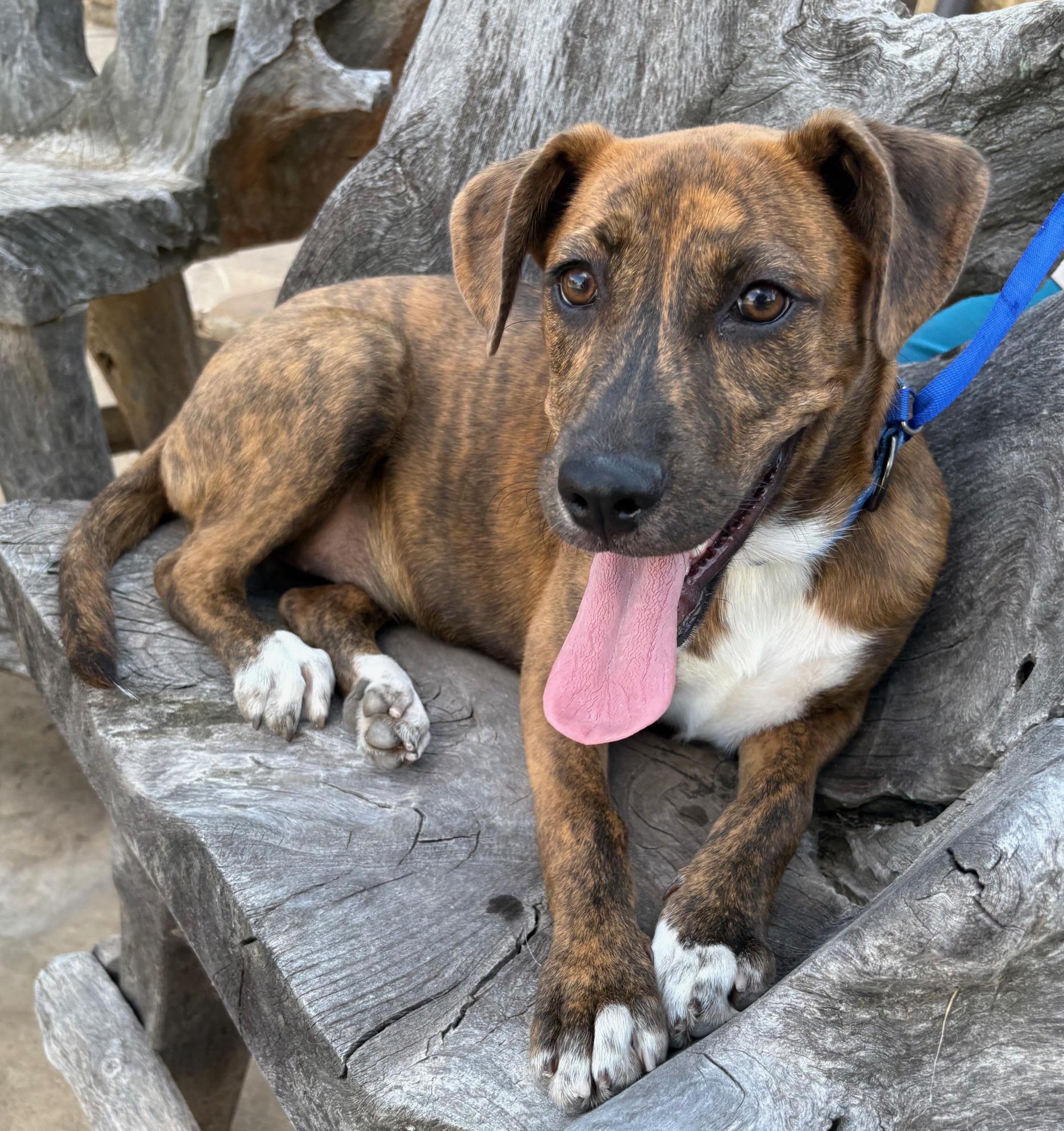 Bronco, an adopted mixed breed in Marble Falls, TX image 5/6