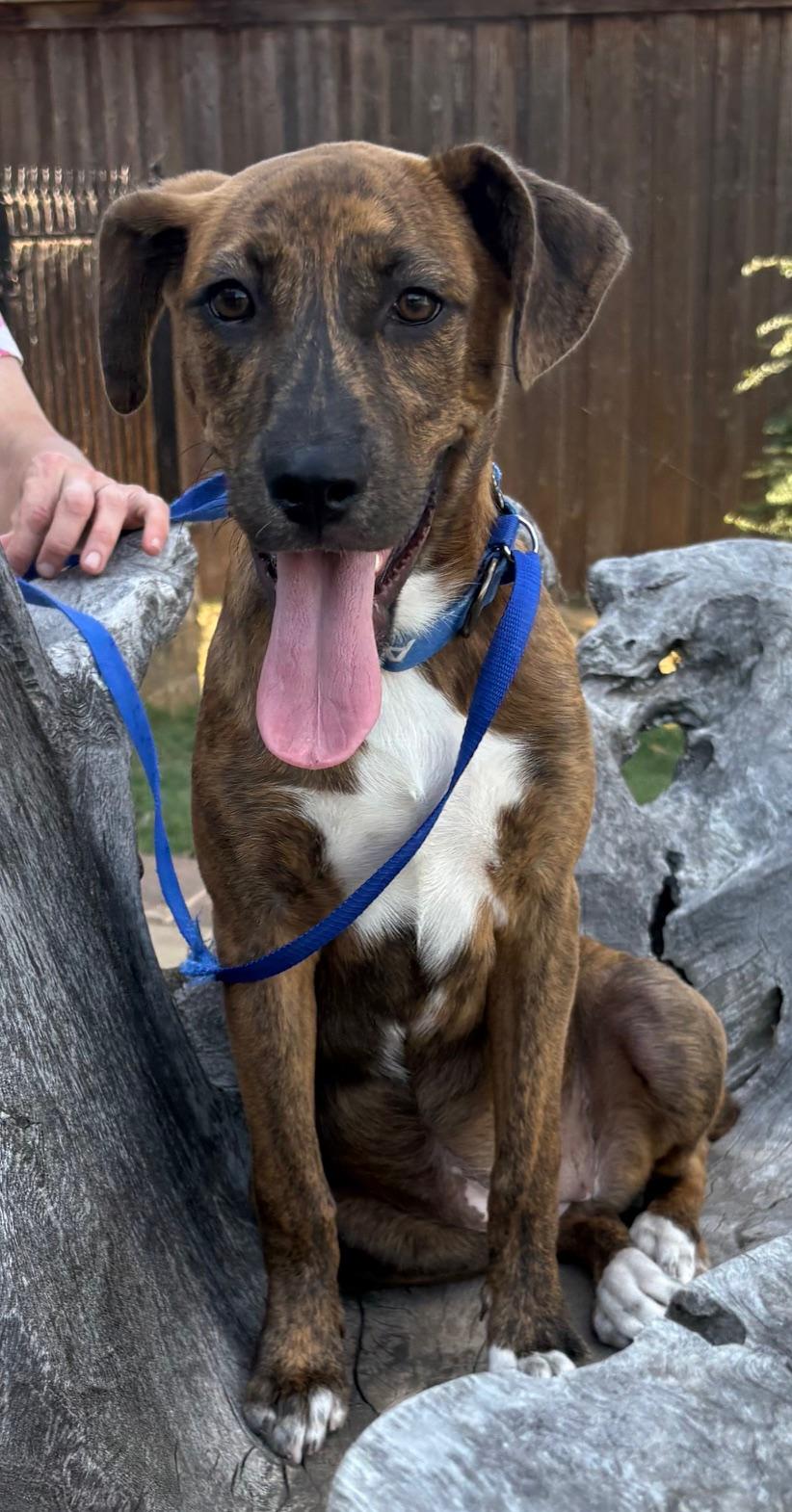 Bronco, an adopted mixed breed in Marble Falls, TX image 1/6