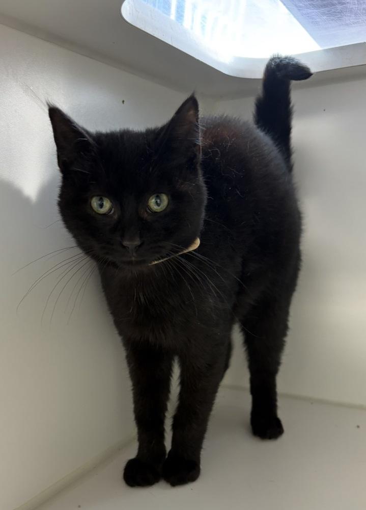 Binx, Adoptable, Kitten Male Domestic Short Hair.