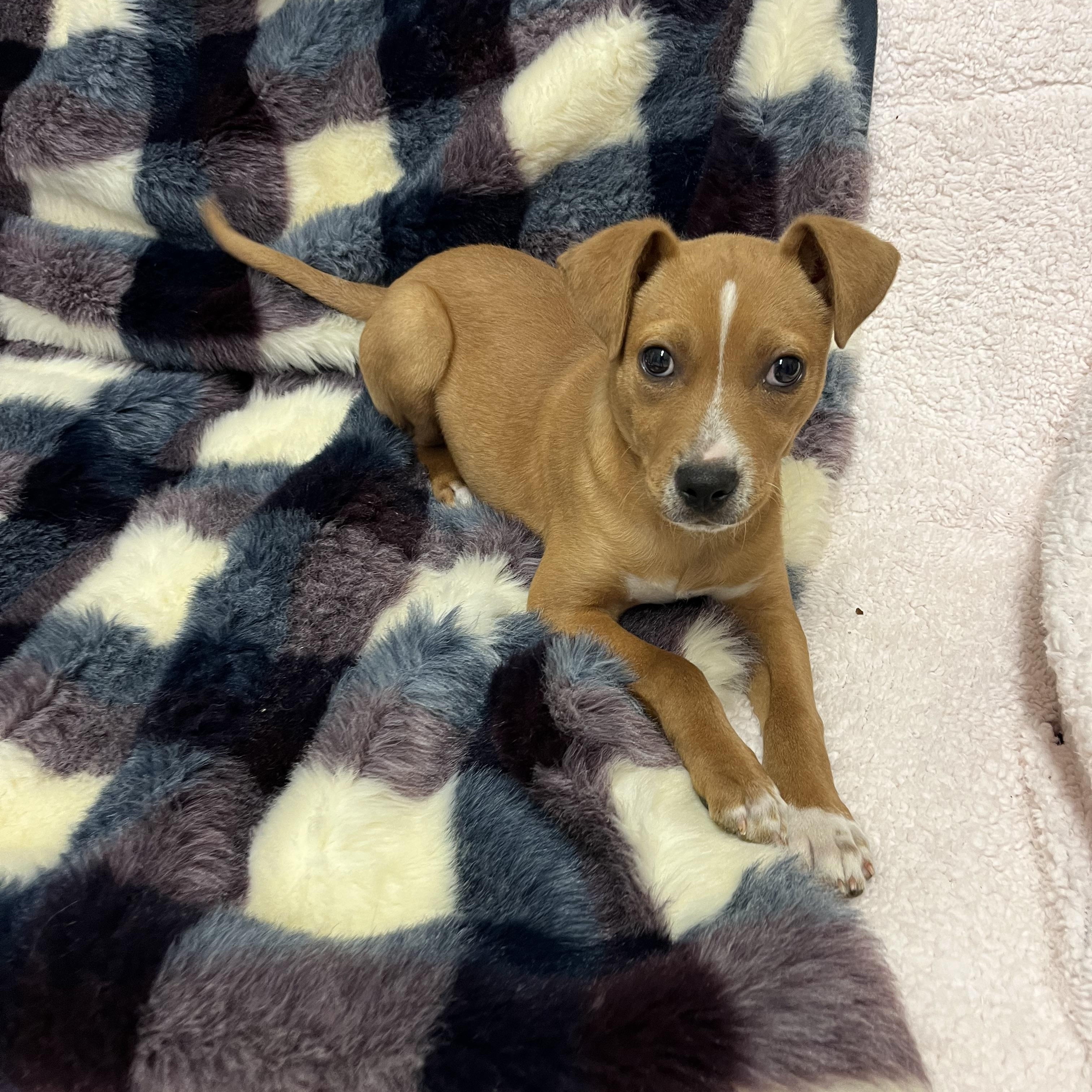 Strudel , adopted, Puppy Male Terrier.