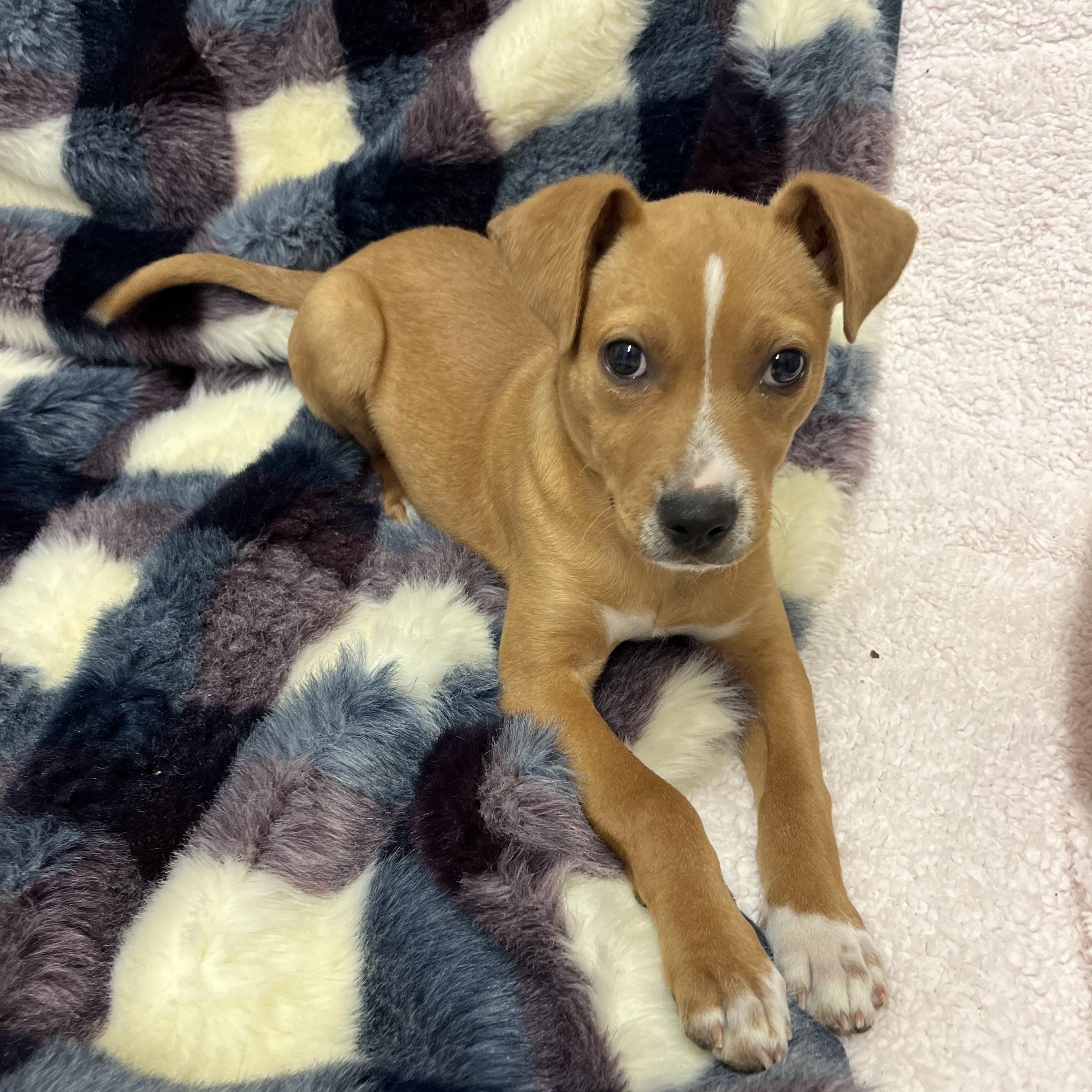 Strudel , an adopted mixed breed in Loudon, TN image 2/4