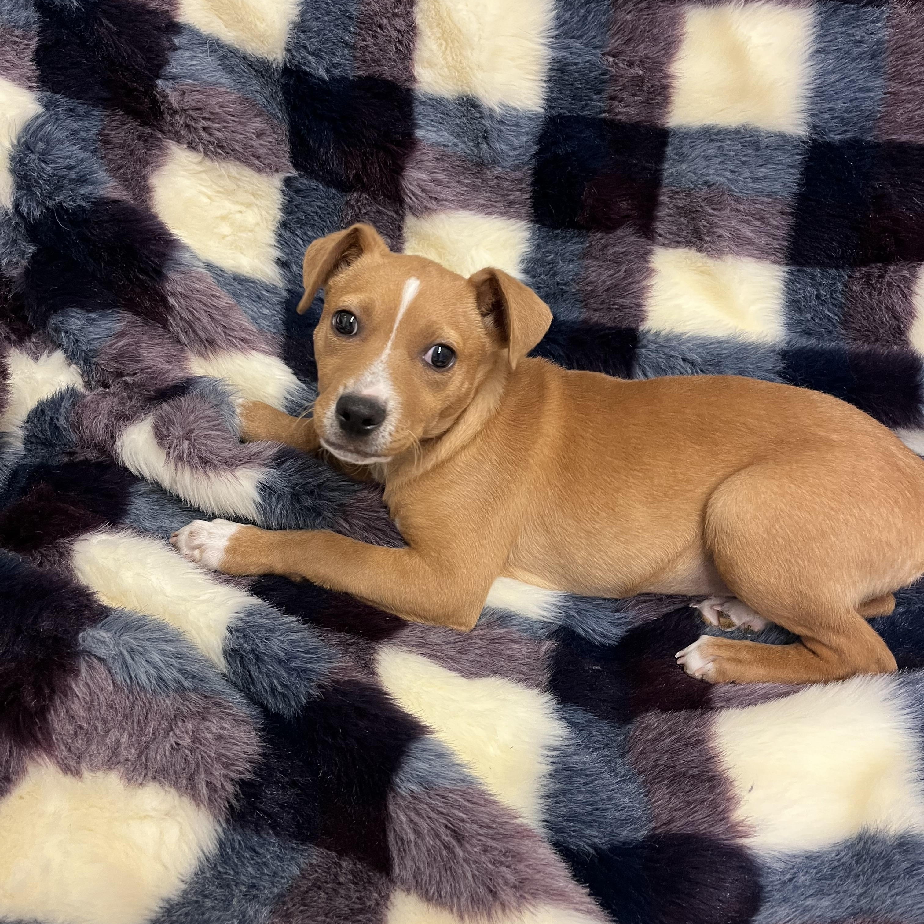 Strudel , an adopted mixed breed in Loudon, TN image 3/4