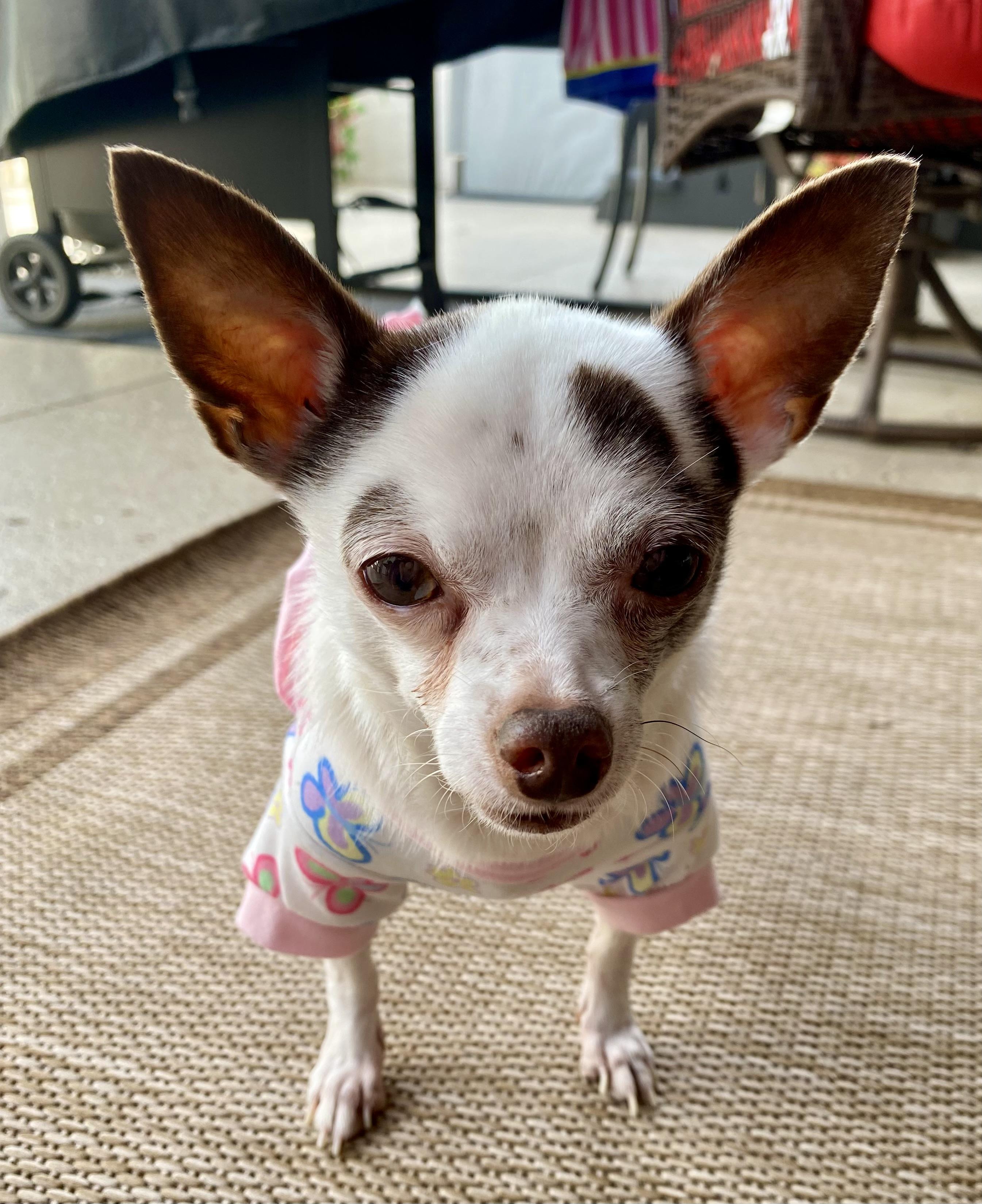 Paisley, adopted, Adult Female Chihuahua.