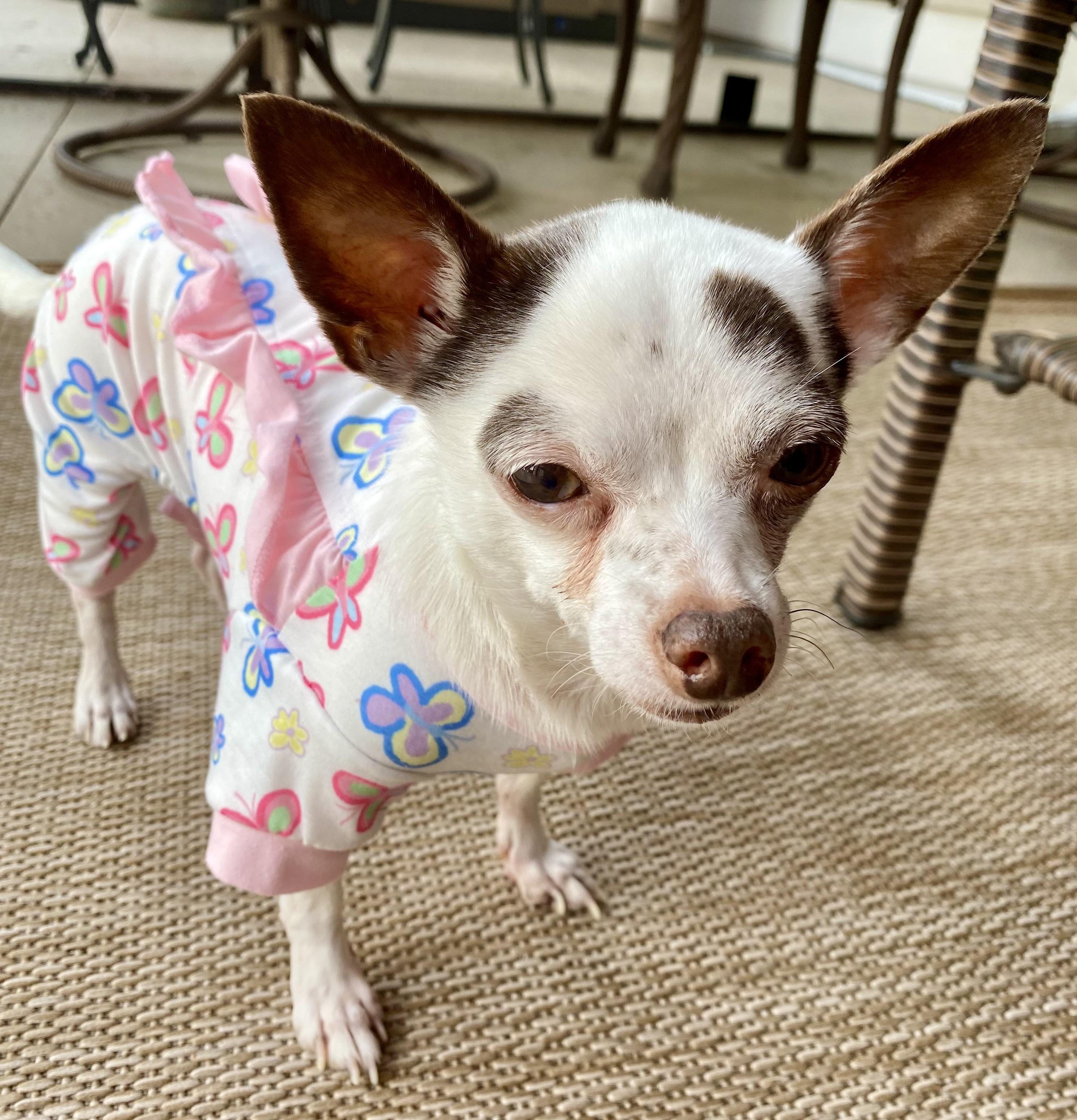 Paisley, an adopted Chihuahua in Bradenton, FL image 5/6