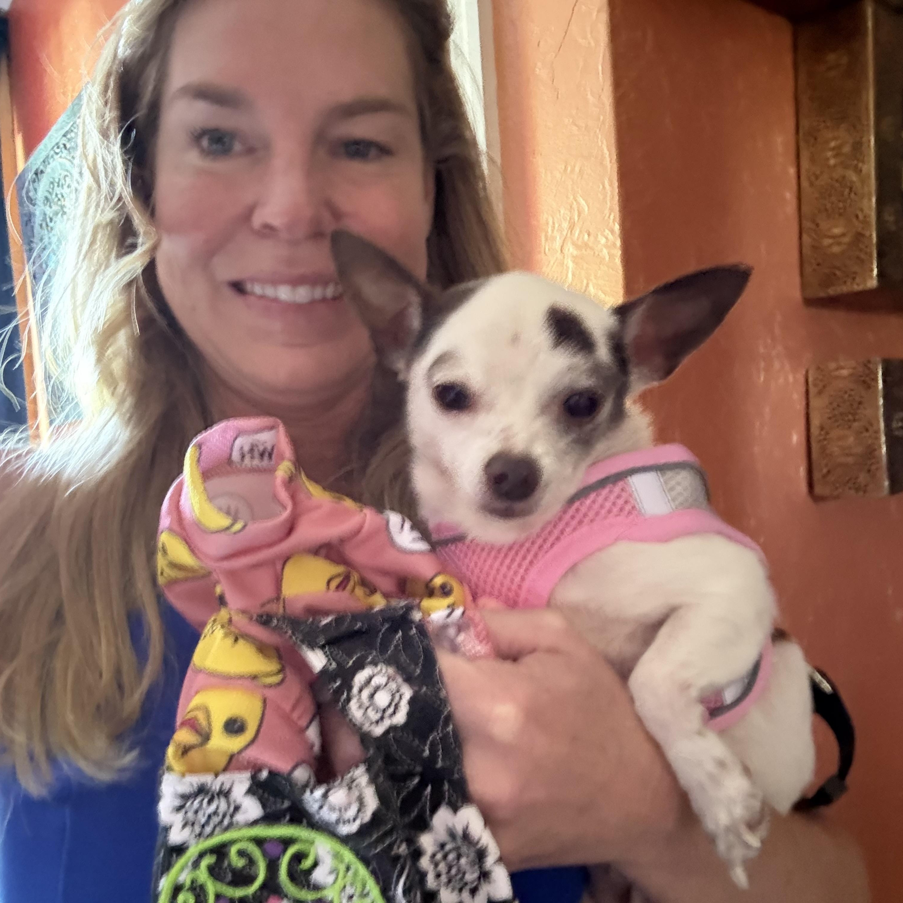 Paisley, an adopted Chihuahua in Bradenton, FL image 4/6