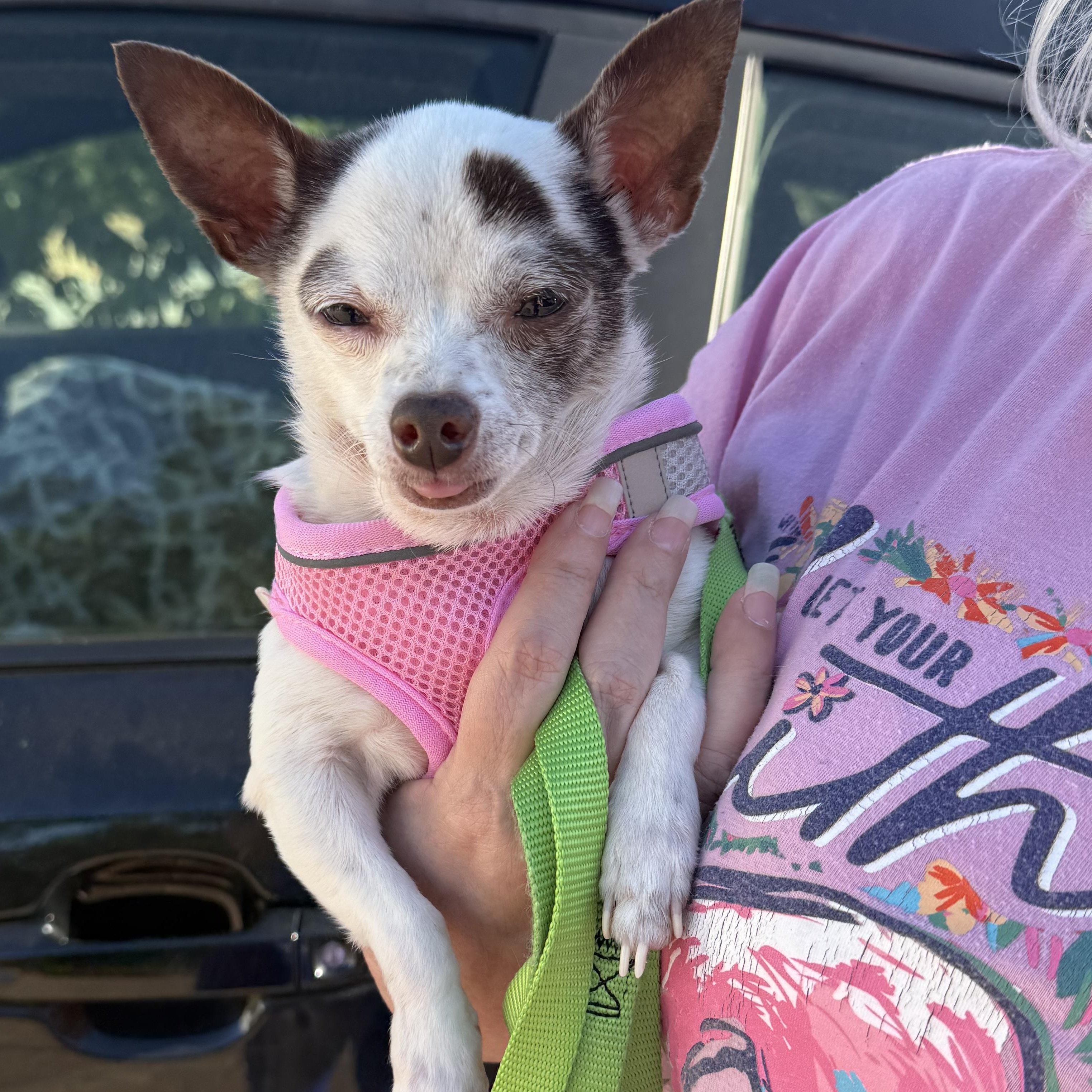 Paisley, an adopted Chihuahua in Bradenton, FL image 3/6
