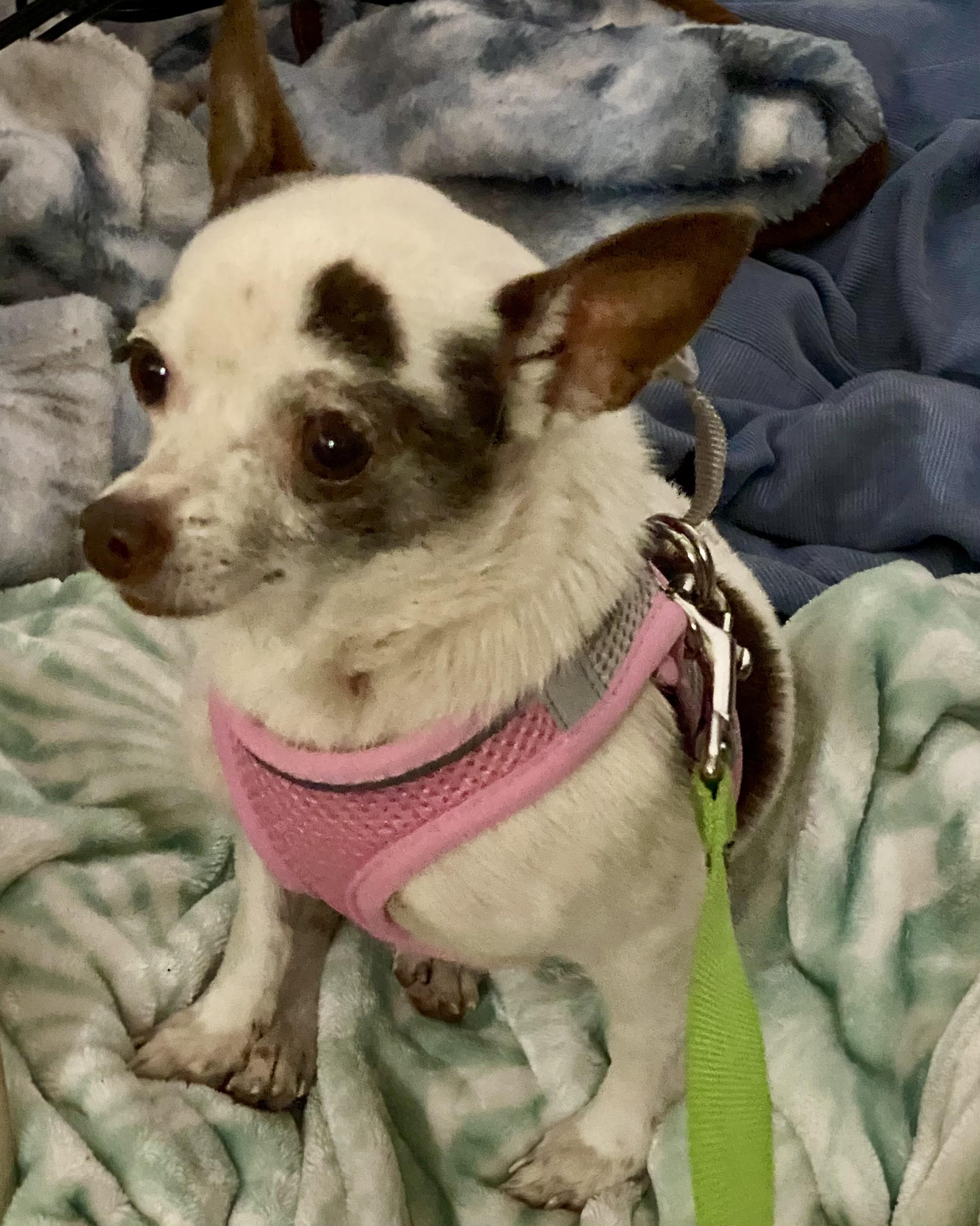 Paisley, an adopted Chihuahua in Bradenton, FL image 2/6