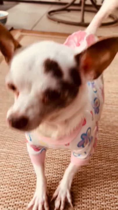 Enlarge Paisley, an adopted Chihuahua in Bradenton, FL video 6/6