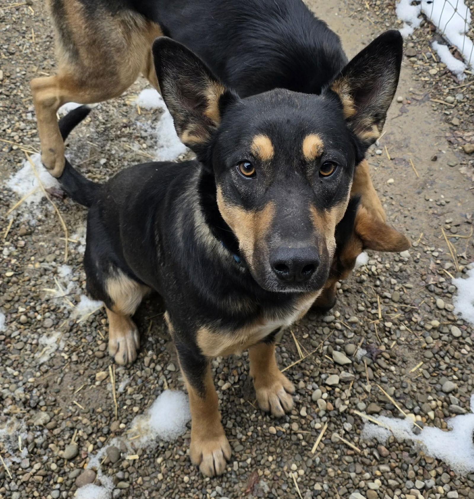 Coupe, a Adoptable mixed breed in Woodsfield, OH image 1/2