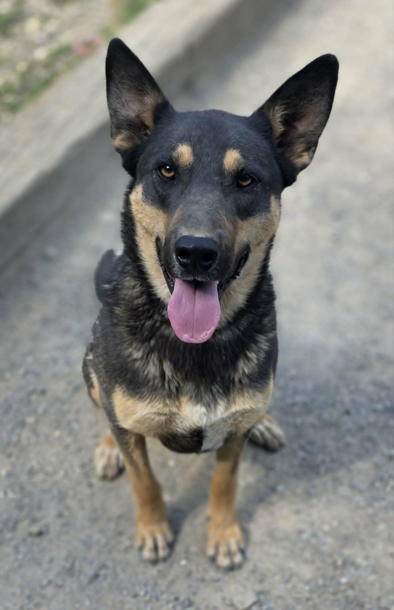 Coupe, a Adoptable mixed breed in Woodsfield, OH image 2/3
